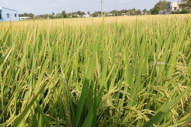 Best Private Tour Cu Chi Tunnels and Mekong Delta Full Day - Rowing through Tan Thach village in Ben Tre