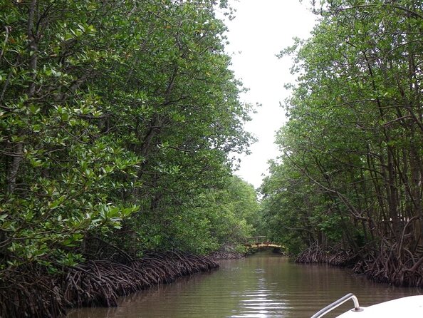 Cần Giờ Eco-Tour with Monkeys, Crocs & War History - Key points to know before you book