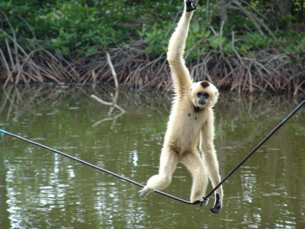 Cần Giờ Eco-Tour with Monkeys, Crocs & War History - A boat route through Can Gio’s mangroves