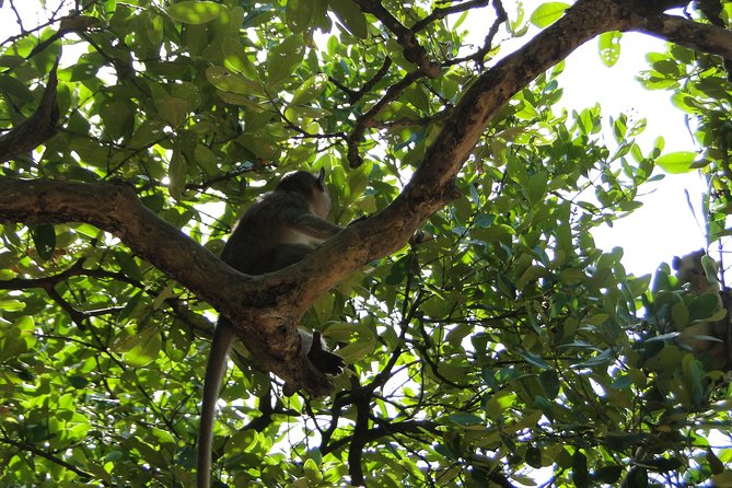 Can Gio Mangrove Eco And Wildlife Discovery Tour - Monkey Island and the Can Gio Museum