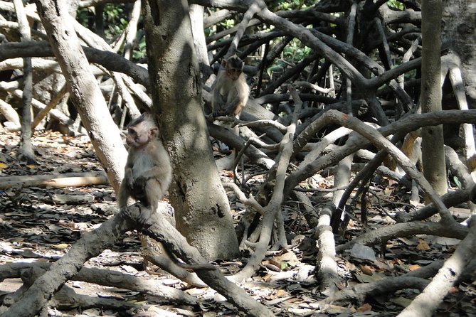 Can Gio Mangrove Eco And Wildlife Discovery Tour - Rung Sac Guerrilla Base and the forest’s wartime past
