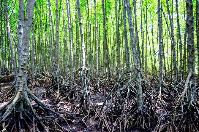 Can Gio Mangrove Forest 1 day tour - What the $55 price really covers