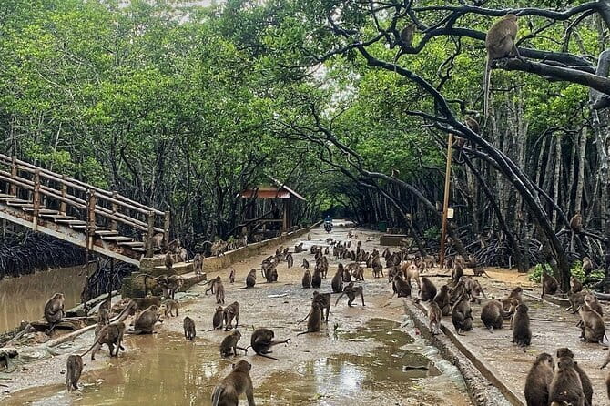 Can Gio Mangrove Forest Island Private Tour From Ho Chi Minh City - Why Can Gio’s mangroves matter