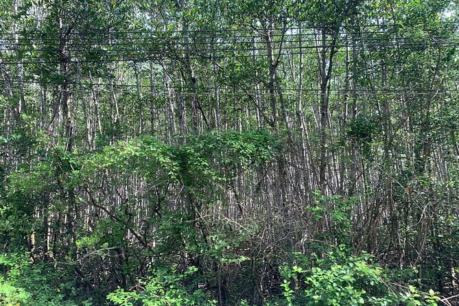 Can Gio Mangroves - Monkey Island by Motorbike and Scooter - Timing, pickup, and what to bring