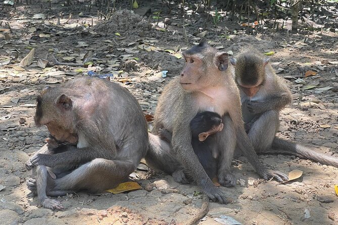 Can Gio Mangroves - Monkey Island by Motorbike and Scooter - Monkey Island: hundreds of monkeys and wartime history