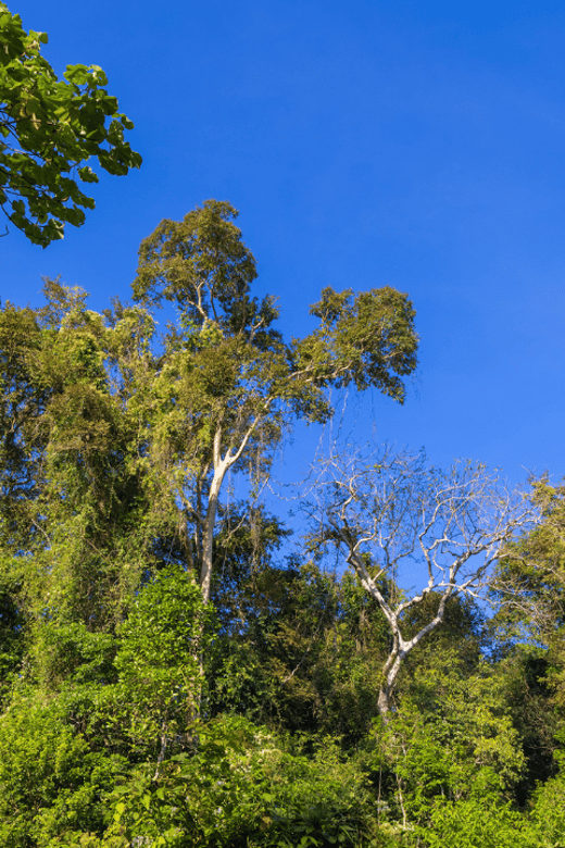 Cat Tien National Park with Crocodile Lake - Why Cat Tien works best as a two-day nature break