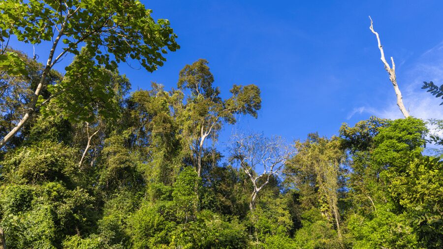 Cat Tien National Park with Crocodile Lake - The forest trail and the 500-year-old Tung tree
