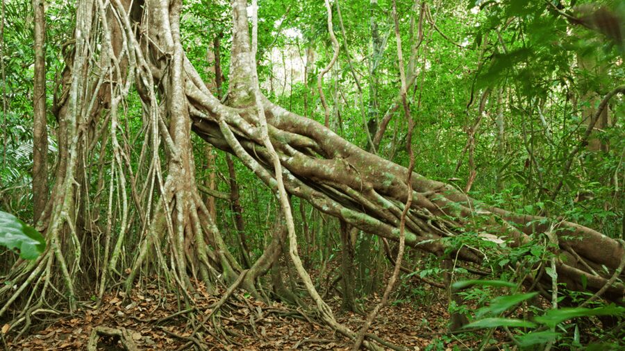 Cat Tien National Park with Crocodile Lake - The night safari at 6:30 PM