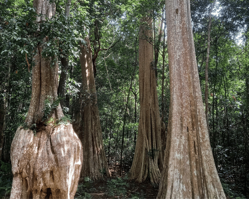 Cat Tien National Park with Crocodile Lake - The best way to plan your wildlife expectations