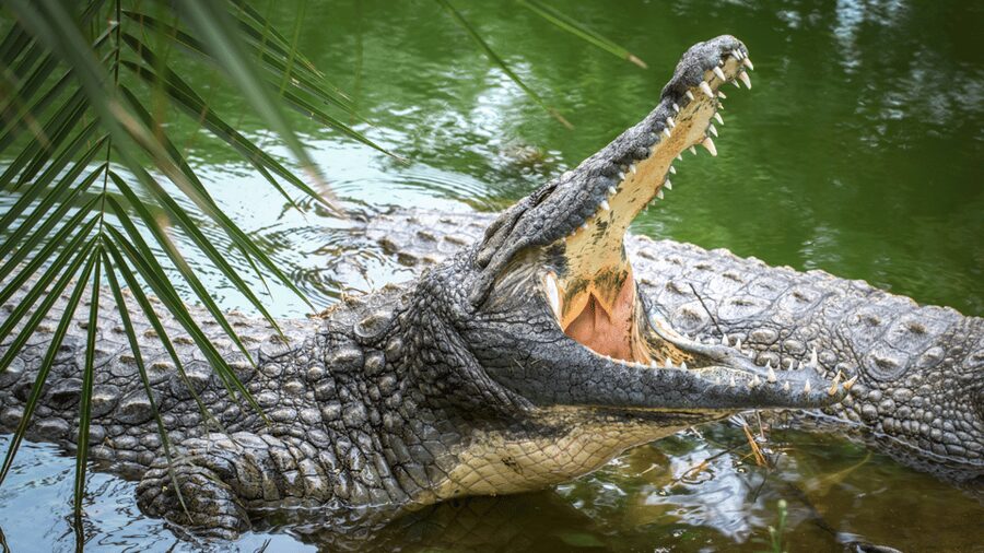 Cat Tien National Park with Crocodile Lake - Should you book the Cat Tien National Park tour?