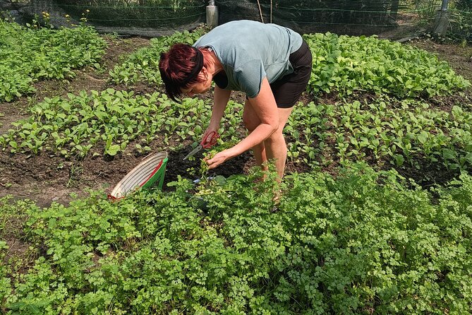 Exploring organic farm & Vietnamese Culinary with Master chef - Walking through the organic farm