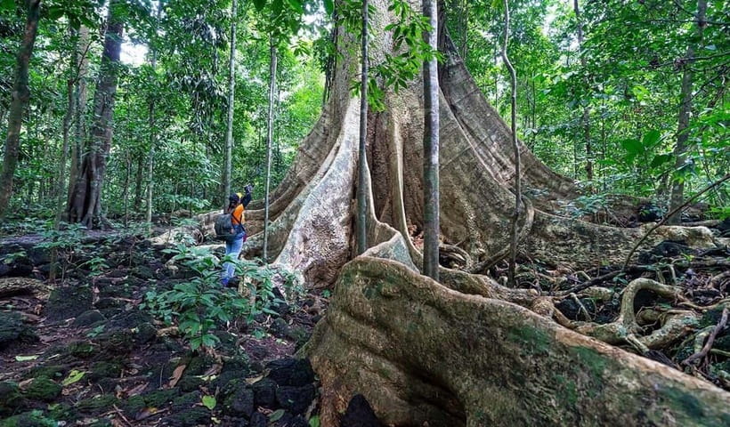 From HCM: Cat Tien Park Jungle Day Trip with Optional 2D1N - The long road from Ho Chi Minh City to Cat Tien