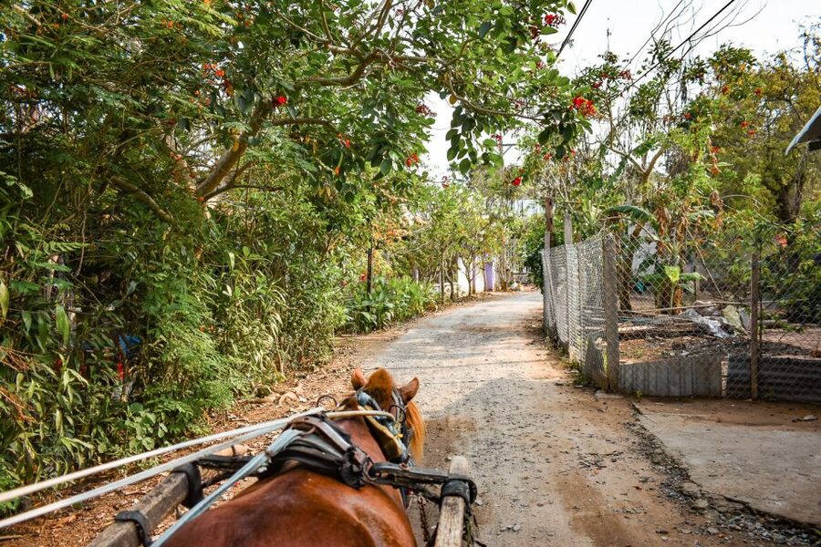 From Ho Chi Minh: Mekong Delta Private Day Tour - Don Ca Tai Tu and the sound of southern Vietnam