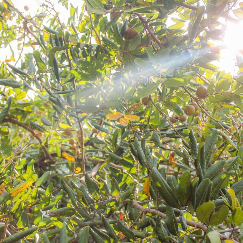 From Ho Chi Minh: Mekong Delta Small Group Day Trip - From My Tho harbor to the Tien River