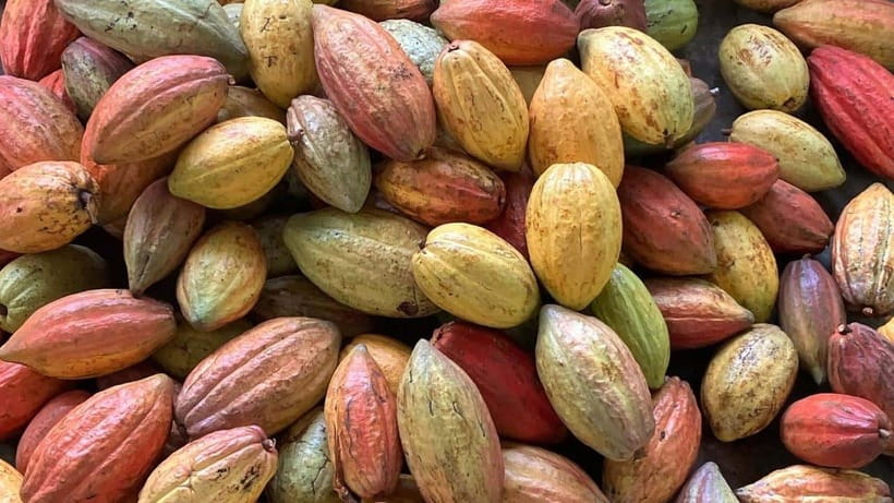 Ho Chi Minh: Authentic boat trip - Cai Rang Floating Market - Cacao at Vườn Ca Cao Mười Cương