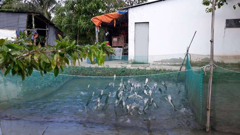 Mekong Day Tour by Car:Cai Be market, Local Island & Cycling - Tropical fruit and Southern folk music