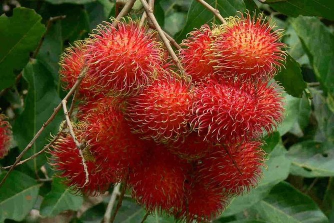 Mekong Delta 4 Islands, TukTuk, Boat, Try Khot Cake Local Cooking - Why this tour works for a first Mekong Delta visit