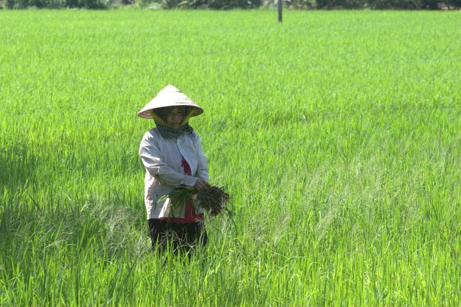 Mekong Delta Private Tour from Ho Chi Minh City - Who should book this day trip?