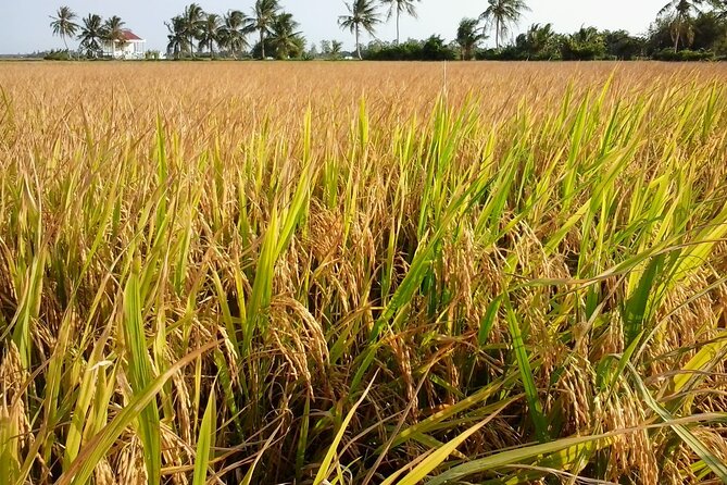 Private Mekong Delta Less Tourist - Coconut Island Tour - Why Coconut Island makes a good Mekong Delta day trip