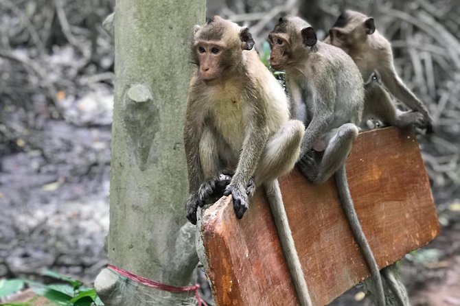 Small-Group Tour to Can Gio Vam Sat Mangrove Forest - Practical details before you book