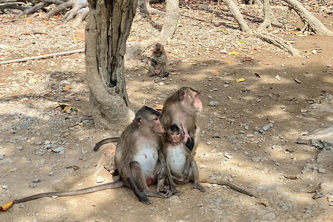UNESCO Listed Can Gio Mangrove and Monkey Island trek - Hang Duong Market and Can Gio’s coastal life