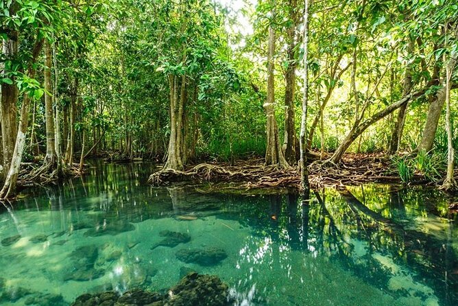 Vam Sat Mangrove Forest - VIP Private Tour - Wild long-tailed monkeys and crocodile feeding